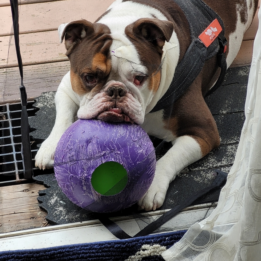 Meet your Posher, Zandy - Picture 14 of 16